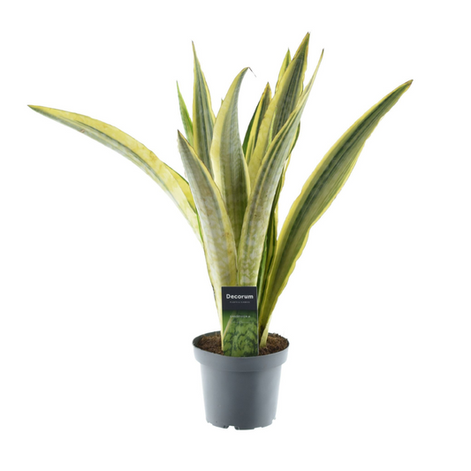 Sansevieria Aubrytniana Lauren – Pflegeleichte Trendpflanze Ø14cm