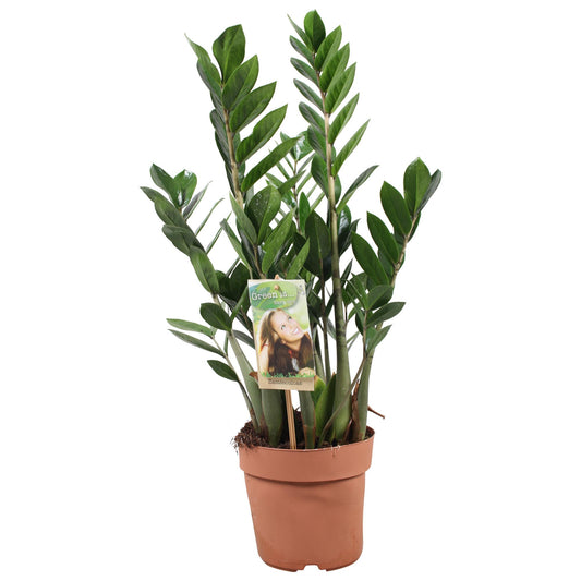 Zamioculcas Zamiifolia – Pflegeleichte luftreinigende Zimmerpflanze Ø17cm