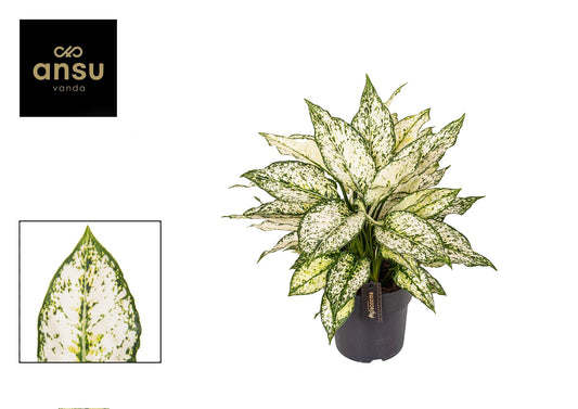 Aglaonema White Kiwi – Pflegeleichte Design-Zimmerpflanze Ø19cm