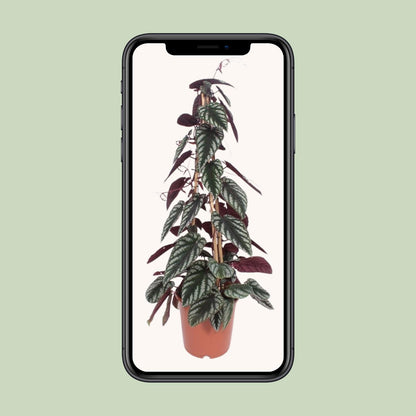Cissus Antarctica – Pflegeleichte Kletterpflanze Ø24cm