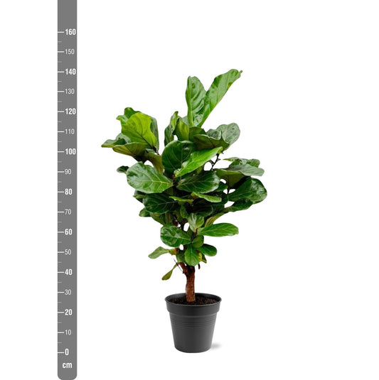 Ficus Lyrata – Geigenfeige 140-160 cm, pflegeleicht