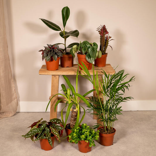 Außenseiterbox – 8 pflegeleichte Pflanzen Ø12cm