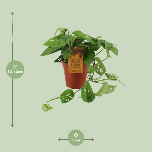 Monstera Adansonii – Pflegeleichte Zimmerpflanze Ø15cm