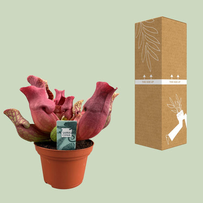 Sarracenia Venosa Red – Exotische Kannenpflanze Ø12cm