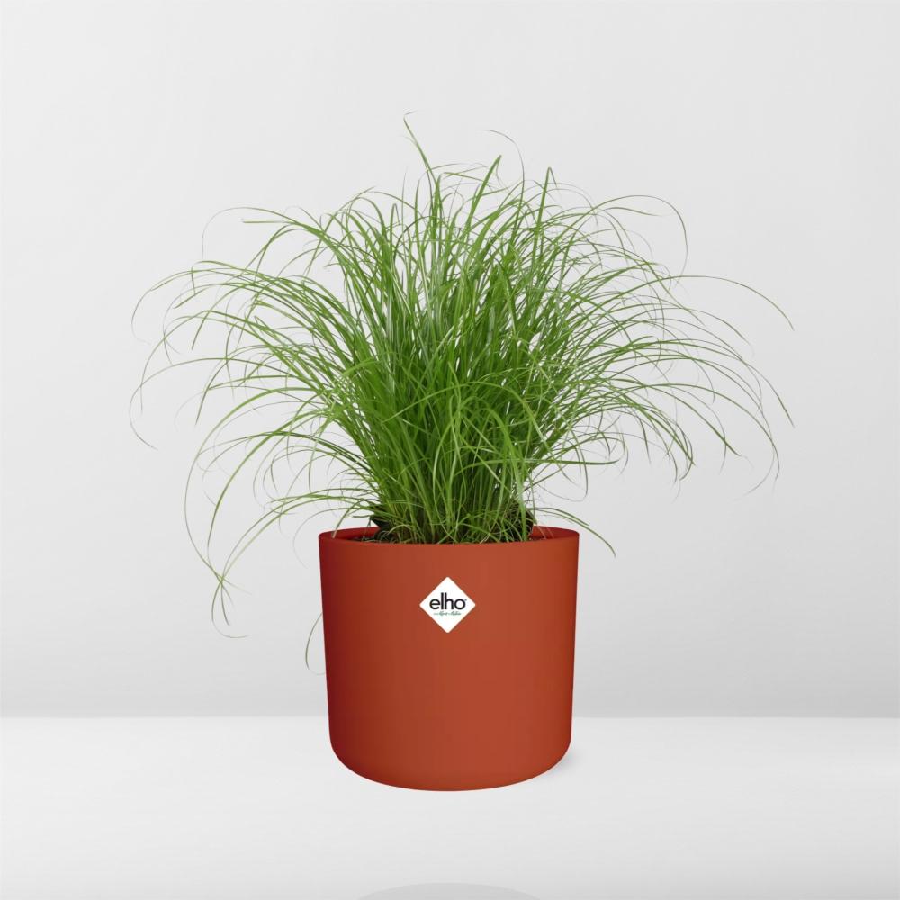 Cyperus alternifolius Schirmgras in ELHO b.for soft 14cm Brique