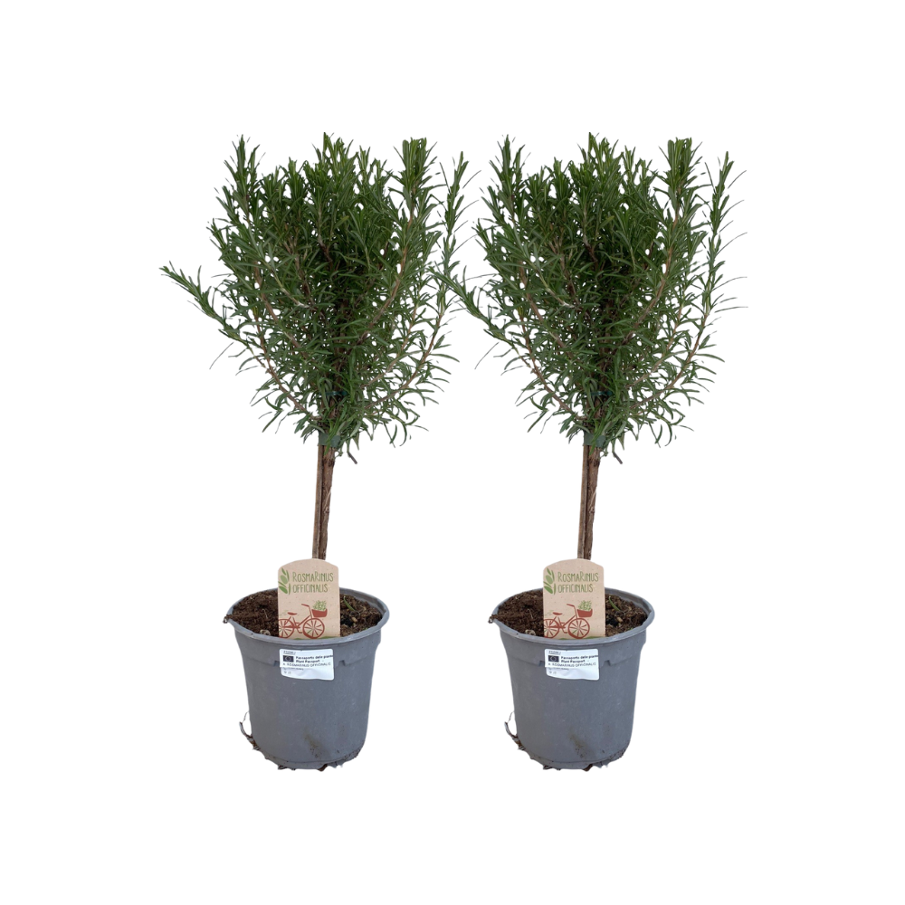 Rosmarinus officinalis Stamm – 2er Set, Ø14cm, ca. 45cm hoch