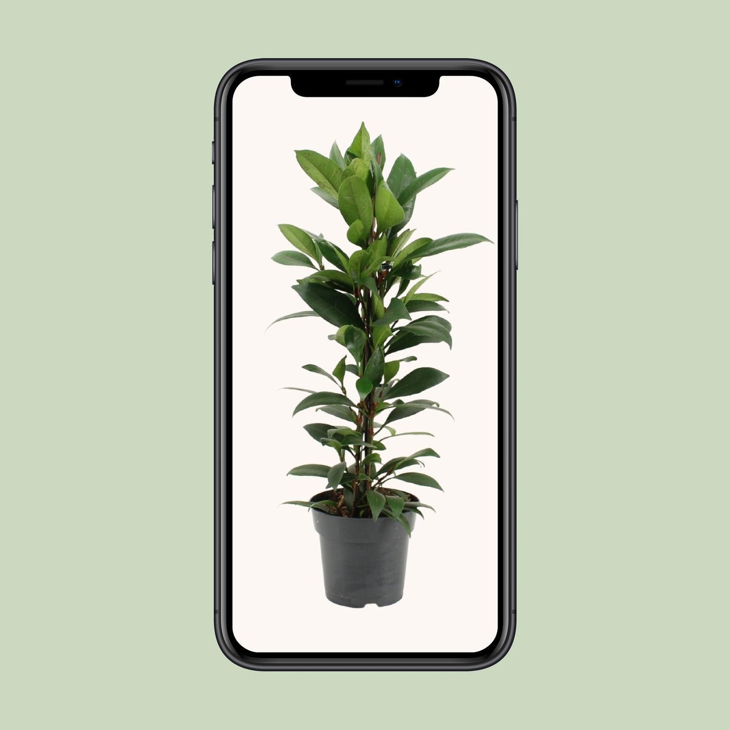 Ficus Cyathistipula – Pflegeleichter Zimmerficus Ø17cm
