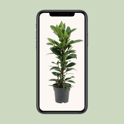 Ficus Cyathistipula – Pflegeleichter Zimmerficus Ø17cm