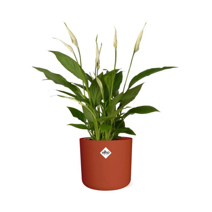 Friedenslilie (Spathiphyllum) 12 cm im ELHO b.for soft Topf