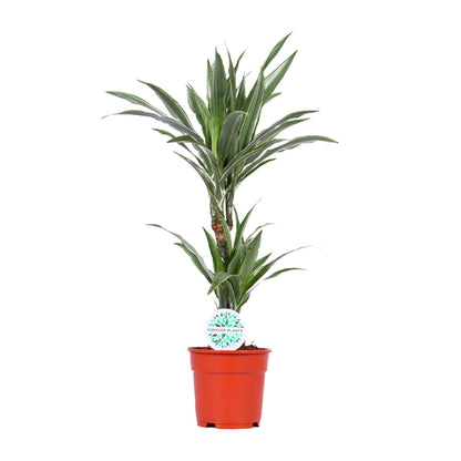 Dracaena Warneckei – Pflegeleichter Drachenbaum Ø17cm, 65cm hoch