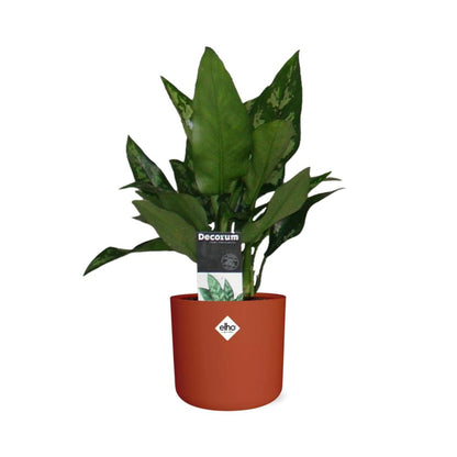 Aglaonema Maria in ELHO b.for soft rond 14cm brique