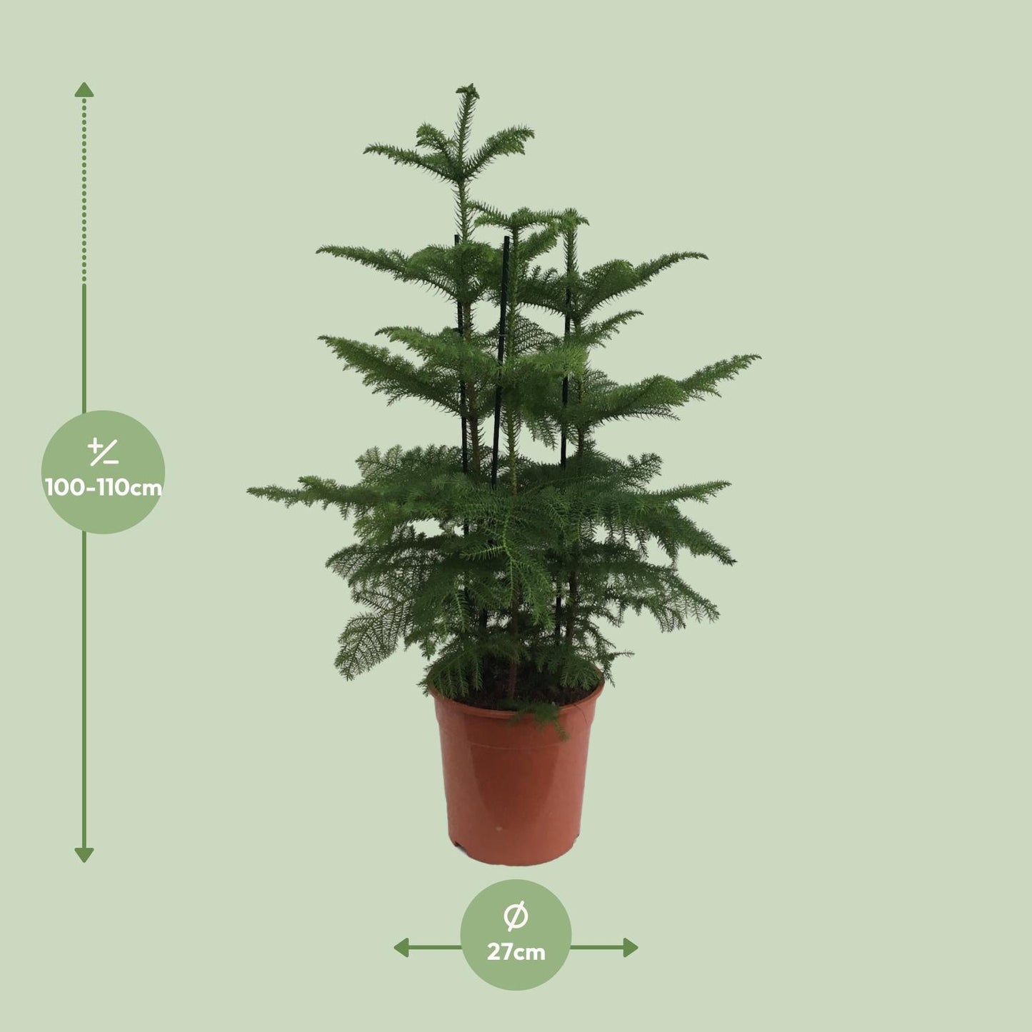 Araucaria (Affenbaum) Ø27cm - ca. 110cm hoch