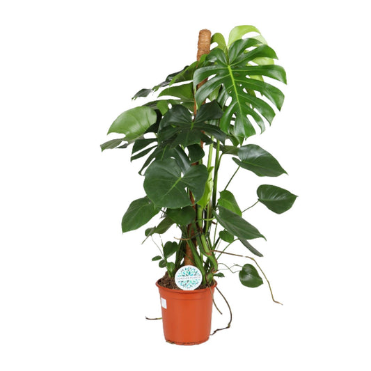 Monstera Deliciosa – Pflegeleichte Trendpflanze Ø24cm, 105cm hoch