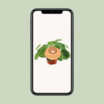 Pilea Peperomioides – pflegeleichte Zimmerpflanze Ø12cm
