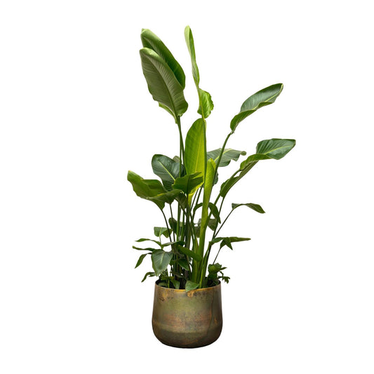 Strelitzia Nicolai de luxe XXL – 250 cm, ø40 cm