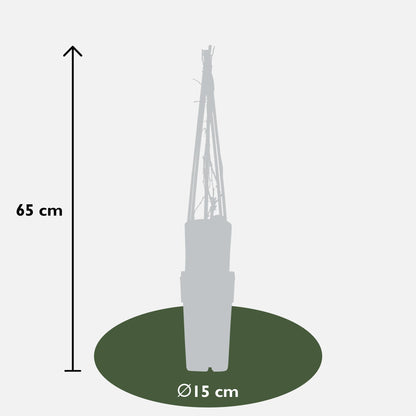 3x Parthenocissus quinquefolia 'Engelmannii' – Selbstkletternde Kletterpflanze Ø15cm