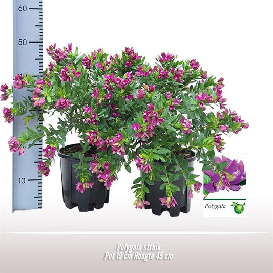 Polygala Strauch Ø19cm – Pflegeleichte Blühpflanze für Garten & Balkon