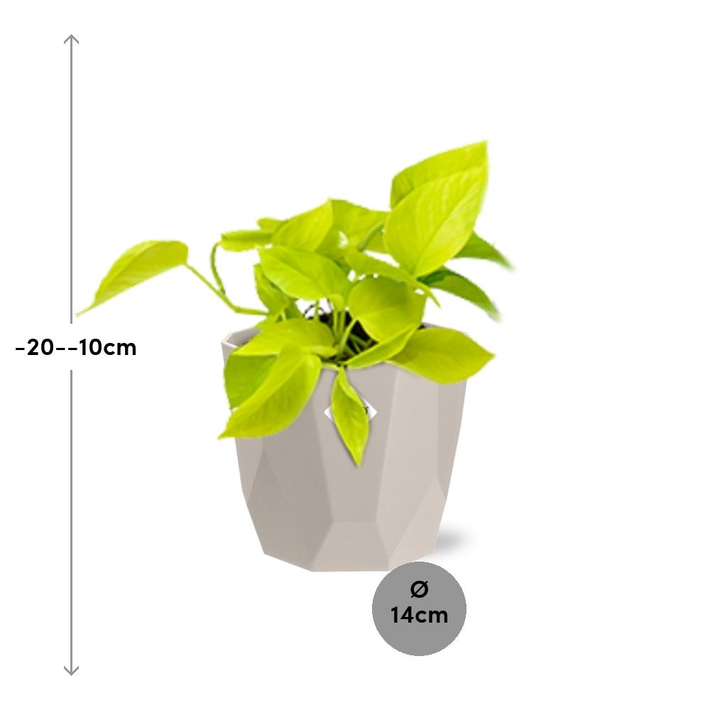 Epipremnum Pinnatum ‘Golden Pothos’ in ELHO b.for rock 14 cm warm grey