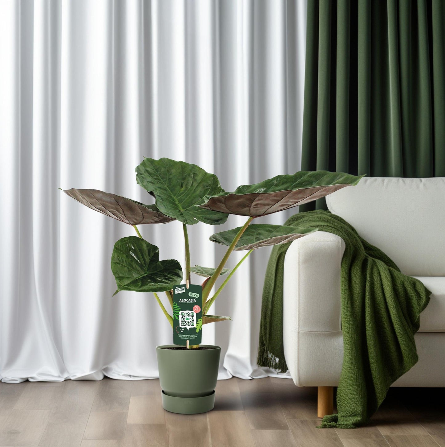 Alocasia Wentii – Elefantenohr Zimmerpflanze Ø19cm, 70cm hoch