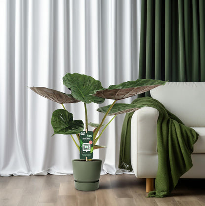 Alocasia Wentii – Elefantenohr Zimmerpflanze Ø19cm, 70cm hoch