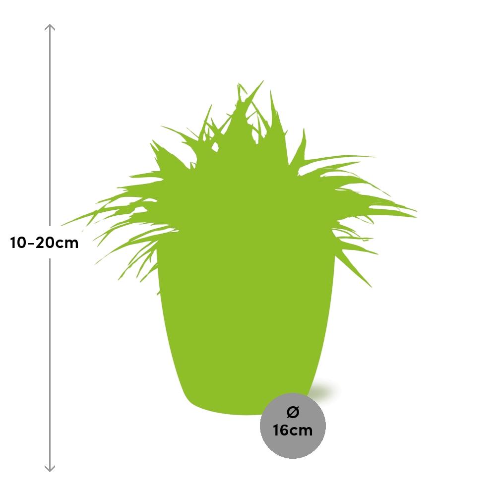 Chlorophytum Ocean 15cm im ELHO Brussels Topf anthrazit