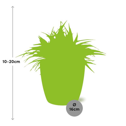 Chlorophytum Ocean 15cm im ELHO Brussels Topf anthrazit