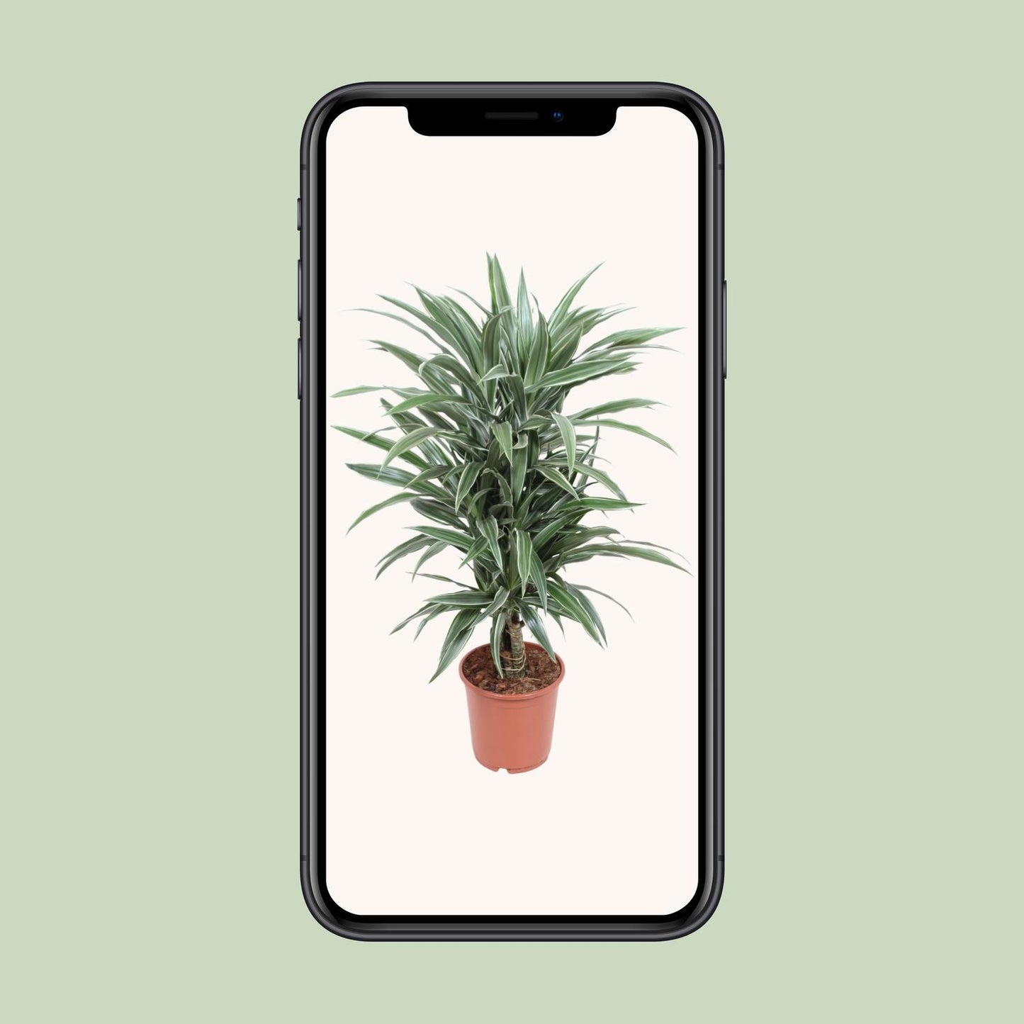 Dracaena Warneckei – Pflegeleichter Drachenbaum Ø24cm, 100cm hoch