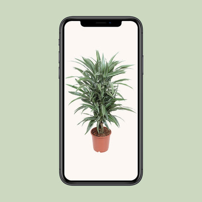 Dracaena Warneckei – Pflegeleichter Drachenbaum Ø24cm, 100cm hoch