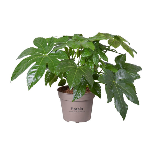 Fatsia Japonica – Pflegeleichte, luftreinigende Zimmerpflanze Ø15cm