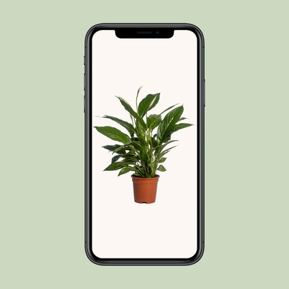 Spathiphyllum Vivaldi – Pflegeleichte Friedenslilie Ø17cm, 70cm hoch