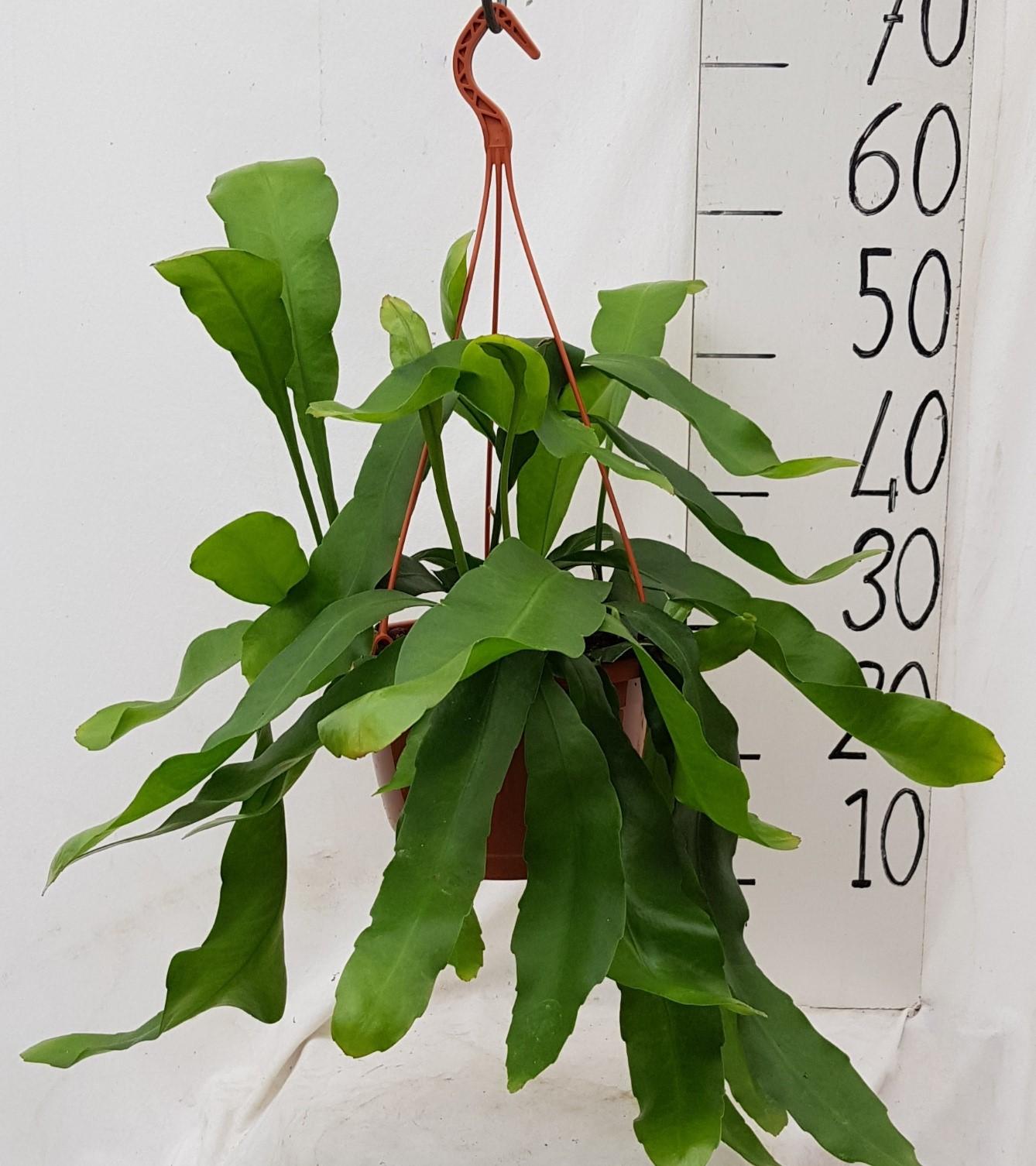 Epiphyllum Oxypetalum – Nachtblühende Königin Ø20cm
