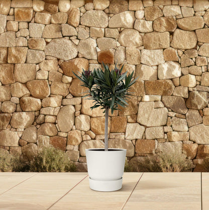 Nerium Oleander am Stamm mit weißen Blüten – 90 cm
