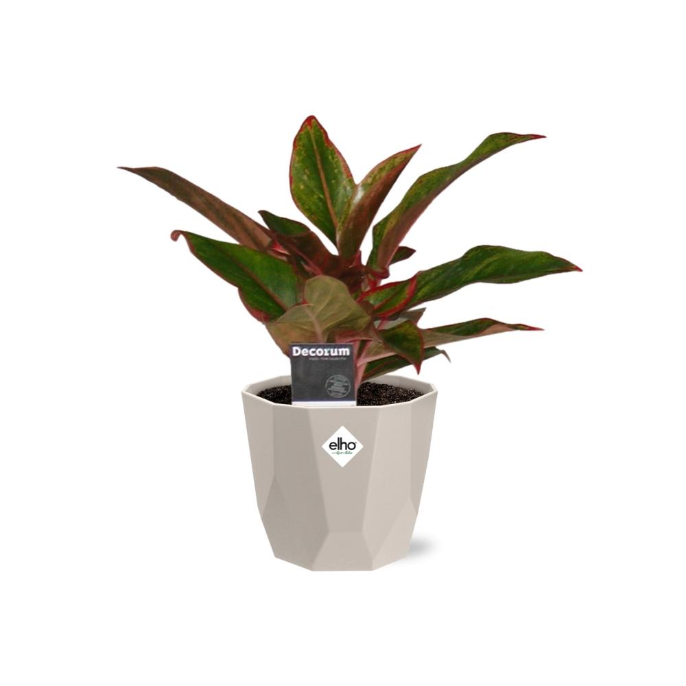 Aglaonema Crete in ELHO b.for rock 14 cm warm grey – Pflegeleichte Luftreiniger-Pflanze