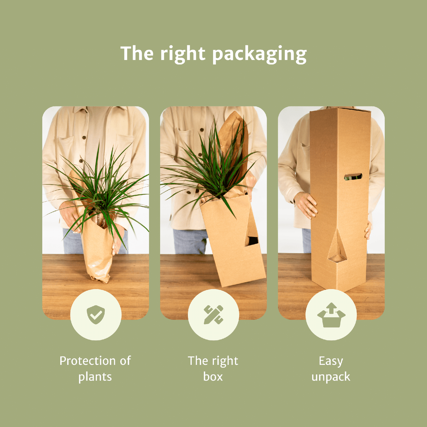 Cyperus Alternifolius – 4er Set, pflegeleicht & robust