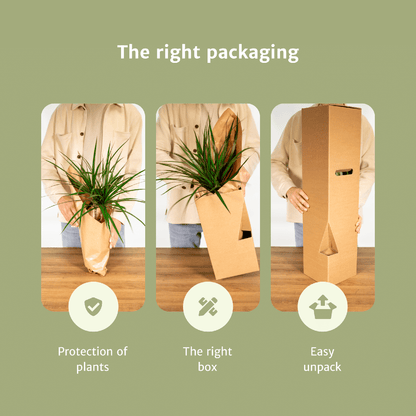 Cyperus Alternifolius – 4er Set, pflegeleicht & robust