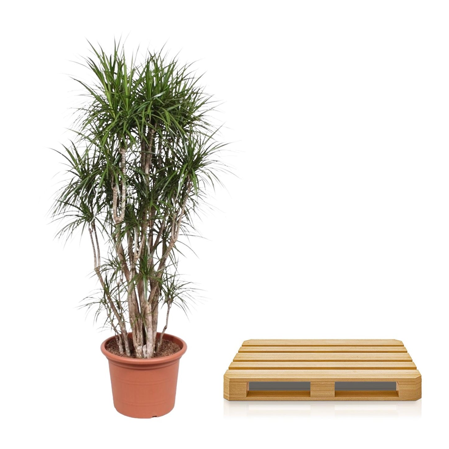 Dracaena Marginata vertakt – 220 cm – pflegeleichte Zimmerpflanze