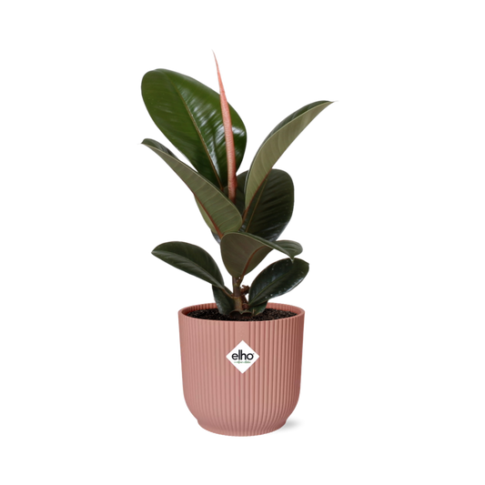 Ficus Elastica ‘Robusta’ im ELHO Vibes Fold 14cm Topf rosa