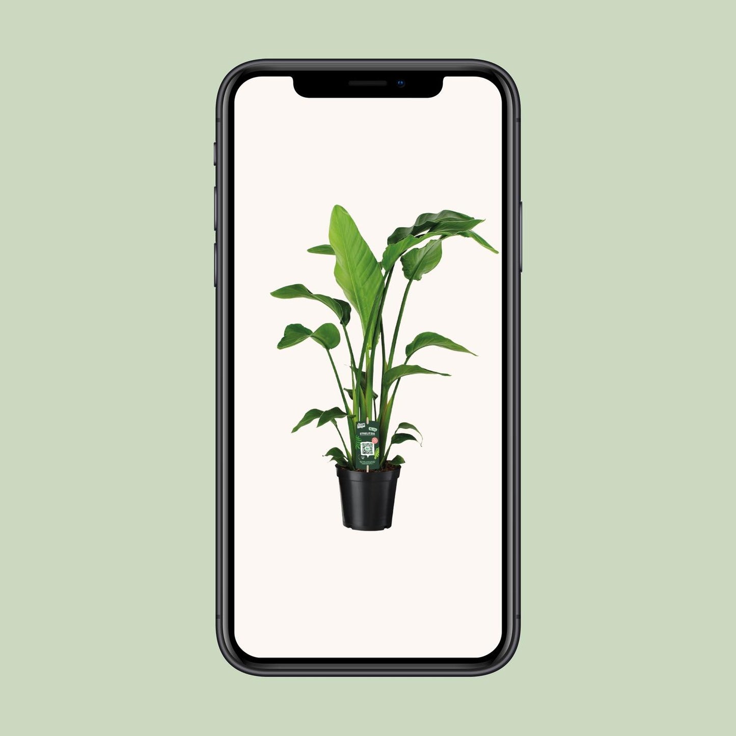 Strelitzia Nicolai – Exotische Paradiesvogelblume Ø19cm, 90cm hoch