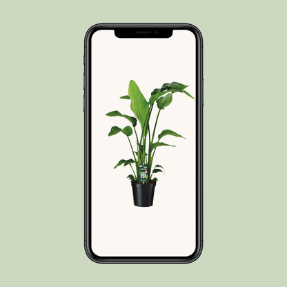 Strelitzia Nicolai – Exotische Paradiesvogelblume Ø19cm, 90cm hoch