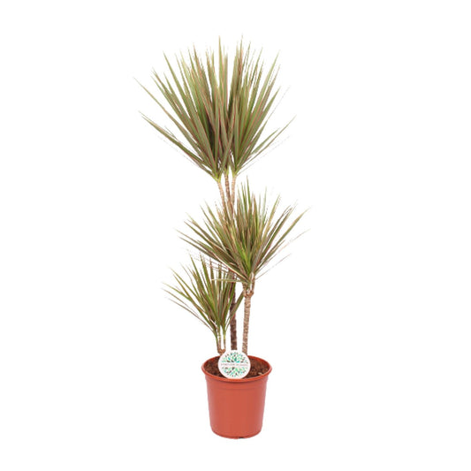 Dracaena Bicolor – Pflegeleichter Drachenbaum Ø24cm, 115cm hoch