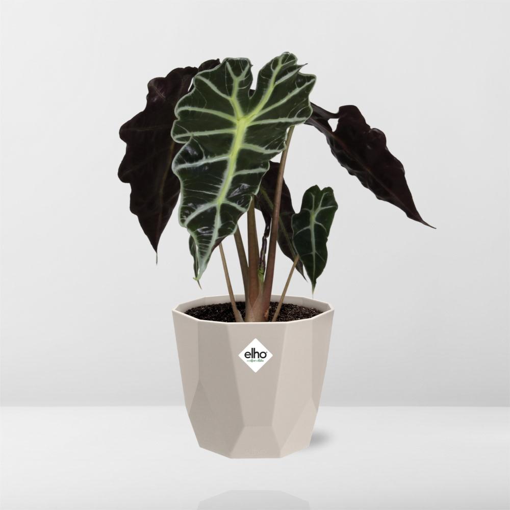 Alocasia ‘Polly’ in ELHO b.for rock 14 cm warm grey