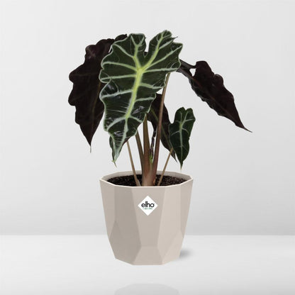Alocasia ‘Polly’ in ELHO b.for rock 14 cm warm grey