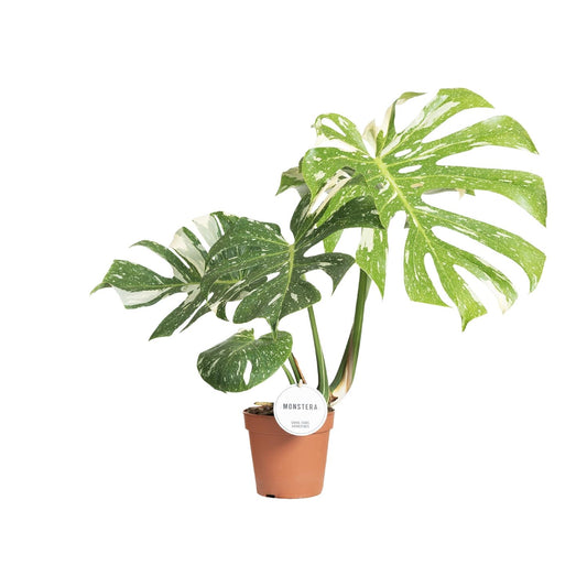 Monstera Thai Constellation – Exotisches Fensterblatt Ø15cm
