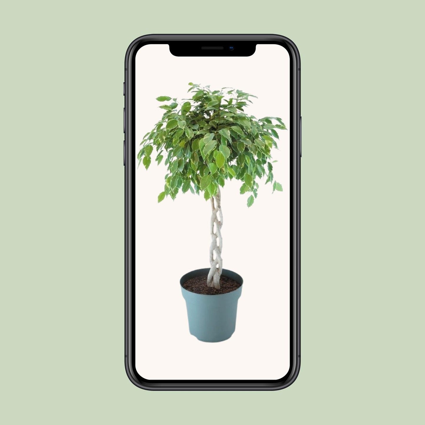 Ficus Safrana / Golden King Gevlochten Ø27cm, 110cm