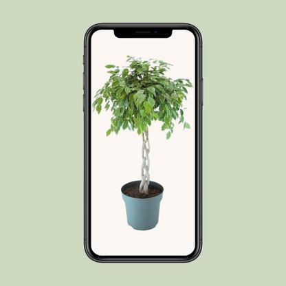 Ficus Safrana / Golden King Gevlochten Ø27cm, 110cm