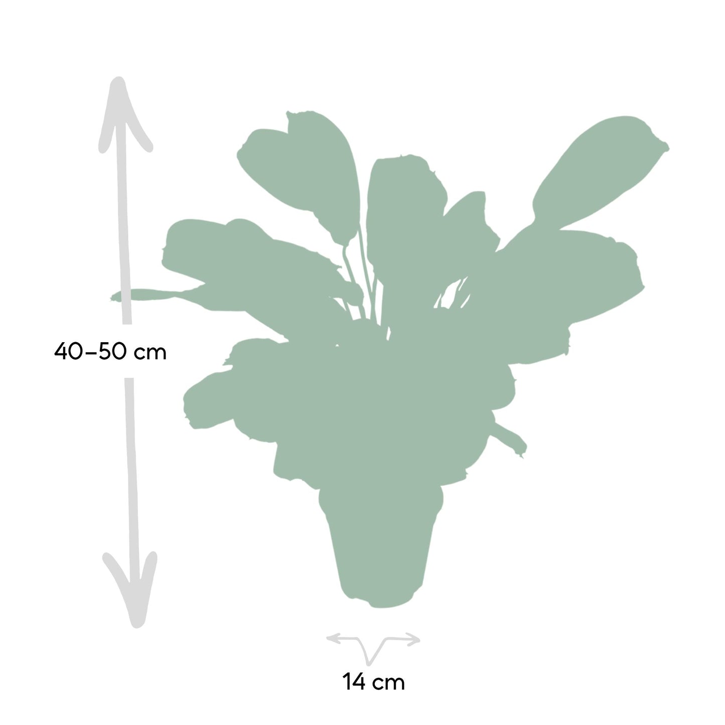 Ctenanthe Amabilis – Pflegeleichte Zimmerpflanze Ø14cm