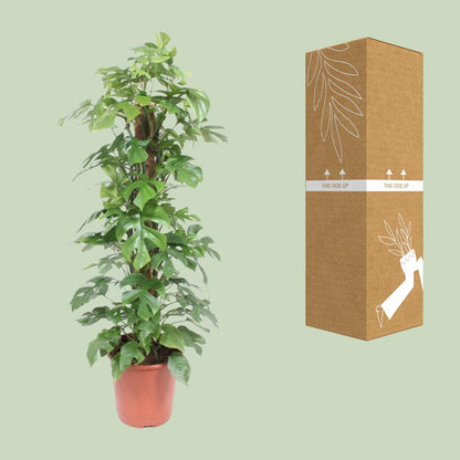 Monstera Minima Mosstok – Pflegeleichte Zimmerpflanze Ø27cm