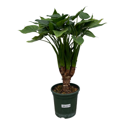 Alocasia Cucullata Zimmerpflanze – 120 cm, pflegeleicht
