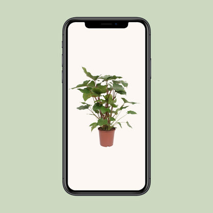 Homalomena Rubescens Maggy – Pflegeleichte Zimmerpflanze Ø24cm