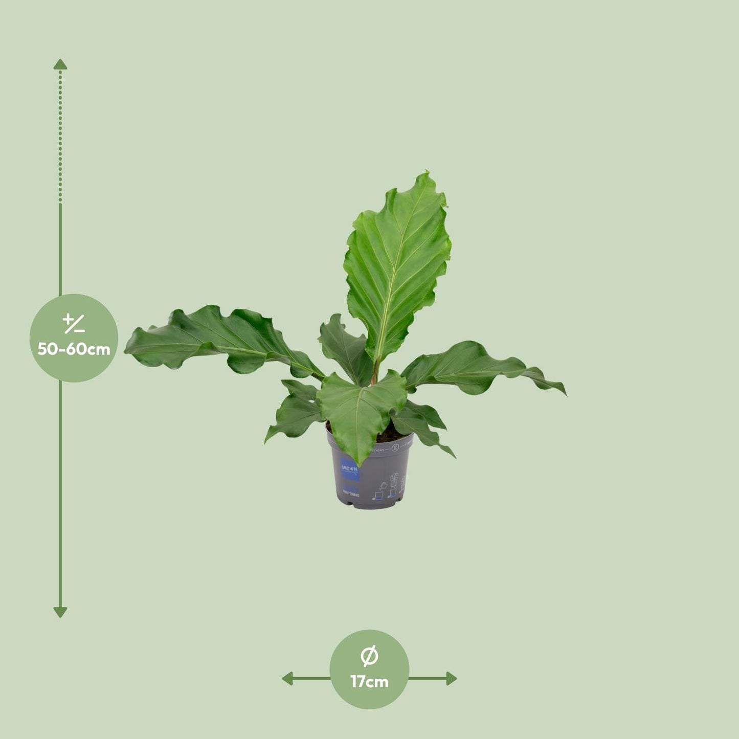 Anthurium Birdnes – Pflegeleichte Zimmerpflanze Ø17cm